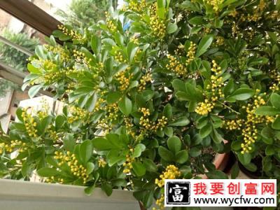 米兰花怎么养？米兰花的养殖方法和注意事项