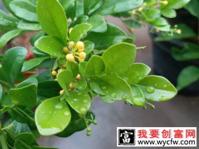 米兰花怎么养？米兰花的养殖方法和注意事项