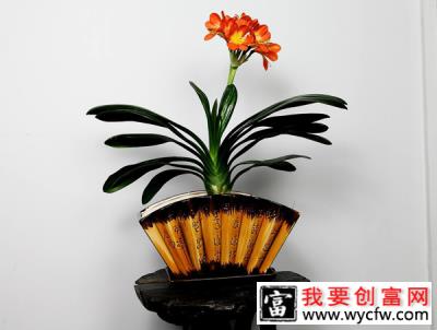 这6盆花专吃“病毒”，现在家家户户都在养