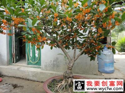 桂花嫁接用什么砧木好？桂花嫁接最佳时间