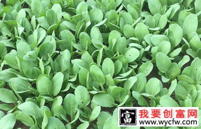 怎样防治油菜根肿病？油菜根肿病的防治方法