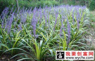 麦冬怎么种植？麦冬种植技术