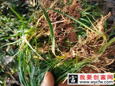 麦冬怎么种植?麦冬种植技术