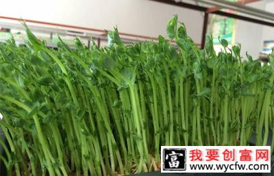 家庭怎么种芽苗菜？芽苗菜种植方法