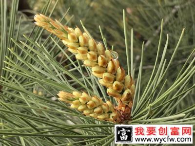 松树会开花吗？松树什么时候开花