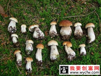 牛肝菌产地在哪里？牛肝菌的产地分布