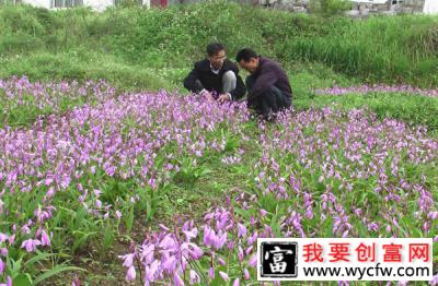 怎样种植白芨？白芨的栽培与管理技术