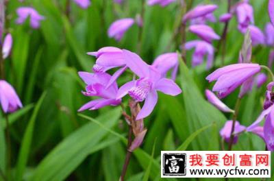 怎样种植白芨？白芨的栽培与管理技术