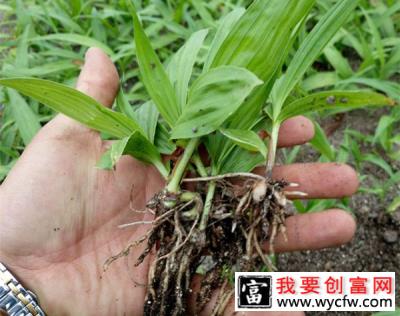 白芨怎么栽培？白芨种植技术