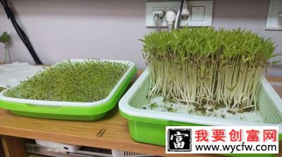 如何种植芽苗菜？苗菜种植的正确方法