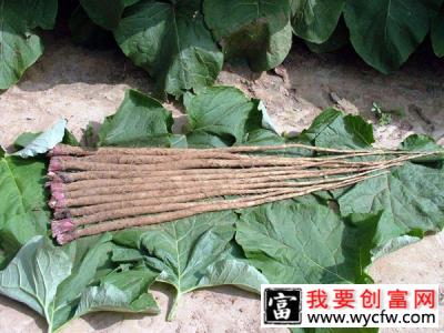 牛蒡是山药吗？牛蒡和山药有什么区别？