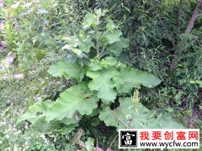 牛蒡是山药吗？牛蒡和山药有什么区别？