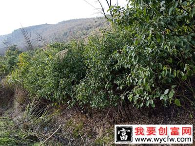 龙脑樟树适合哪些地方种植？龙脑樟树苗种植方法