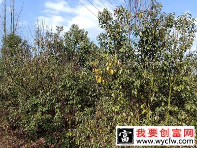 龙脑樟树适合哪些地方种植？龙脑樟树苗种植方法