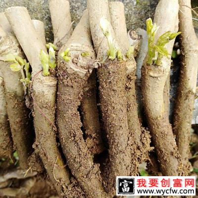 葛根种苗什么时间种植？葛根最新种植技术