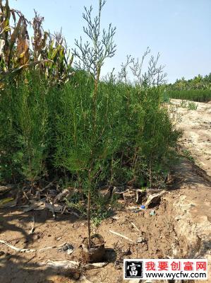 侧柏苗种植间距多少？侧柏苗种植方法