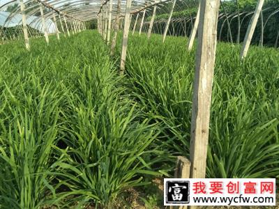 韭菜苗怎样种植？韭菜苗的种植方法和时间