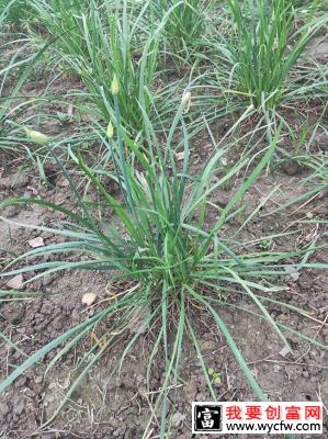 韭菜苗怎样种植？韭菜苗的种植方法和时间