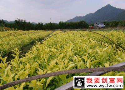 怎么种植茶苗？茶苗种植方法