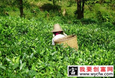 怎么种植茶苗？茶苗种植方法