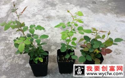 月季花幼苗怎样栽培？月季苗种植方法