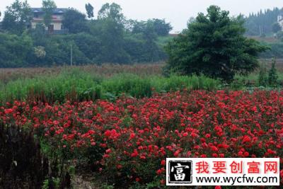 如何移栽玫瑰花苗？玫瑰花苗种植时间和方法