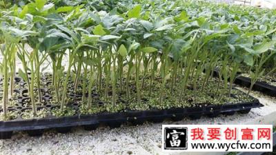 西红柿苗怎么栽好？家庭西红柿苗的种植方法