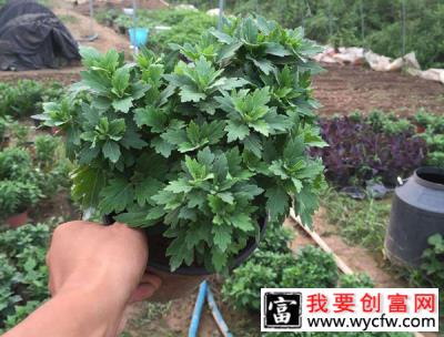 菊花苗怎么种植？菊花苗种植方法和时间