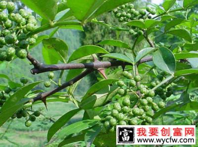 花椒苗什么时候种植最好？花椒苗种植时间和方法