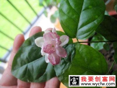 茉莉花为什么会开紫色花朵？茉莉开紫花怎么办？