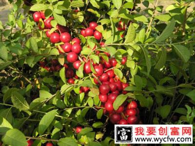 钙果苗几月栽种？钙果苗怎样种植？