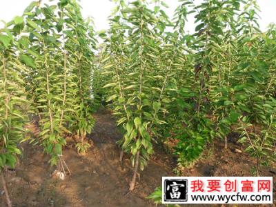 樱桃苗怎么种植？大樱桃树苗种植栽培技术