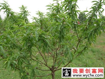 怎样培育桃树苗？桃苗种植方法