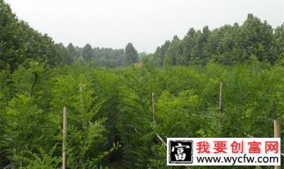 国槐苗怎么栽培？国槐苗种植方法