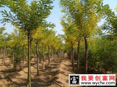 国槐苗怎么栽培？国槐苗种植方法