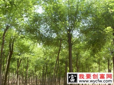 国槐苗怎么栽培？国槐苗种植方法