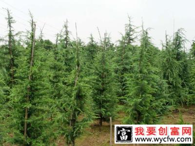 松树苗怎么培育？松树苗种植技术