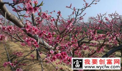 怎样种植桃树幼苗？桃树幼苗栽培管理技术