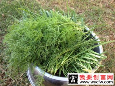 怎样移栽小茴香苗？茴香苗的种植方法和时间