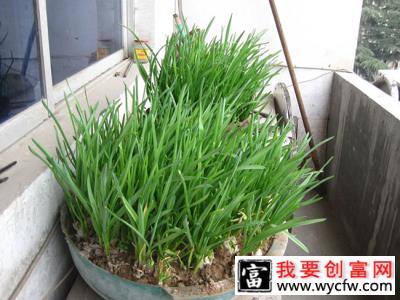 蒜苗怎么种植？大蒜苗种植技术和管理方法