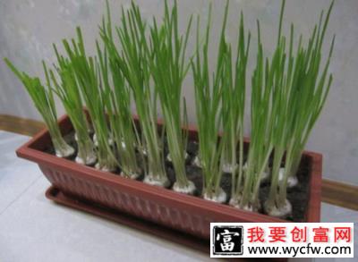 蒜苗怎么种植？大蒜苗种植技术和管理方法