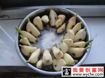 蒜苗怎么种植？大蒜苗种植技术和管理方法