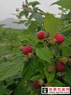 树莓在哪里可以种植？红树莓苗种植方法