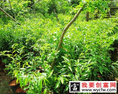 奇楠苗种植哪种环境适合？奇楠的种植与管理方法