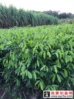 奇楠苗种植哪种环境适合？奇楠的种植与管理方法