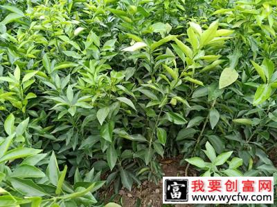 桔子树苗怎么种植？橘子树苗种植方法