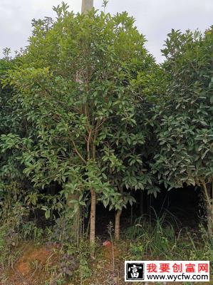 桂花苗怎么种植？桂花树苗的种植方法