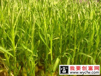 松柳苗怎么种？种植松柳苗技术方法