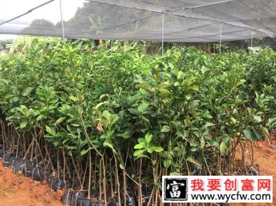 柚子苗什么时候种植好？柚子苗的种植方法