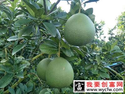 柚子苗什么时候种植好？柚子苗的种植方法